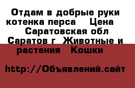Отдам в добрые руки котенка перса. › Цена ­ 5 - Саратовская обл., Саратов г. Животные и растения » Кошки   